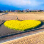 ハートの菜の花畑、菜の花、１月春の花、三重県津市の観光・撮影スポットの名所